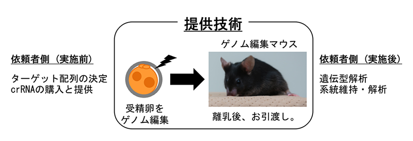 ゲノム編集を用いた遺伝子ノックアウトマウスの作製