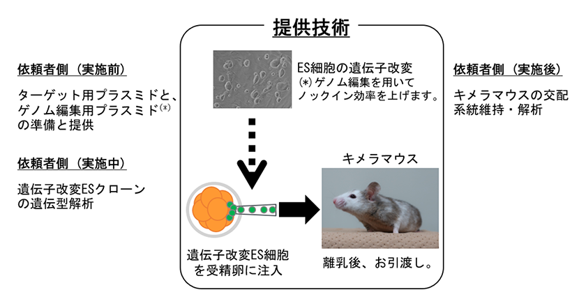 遺伝子改変ES細胞の作製とキメラマウスの作製